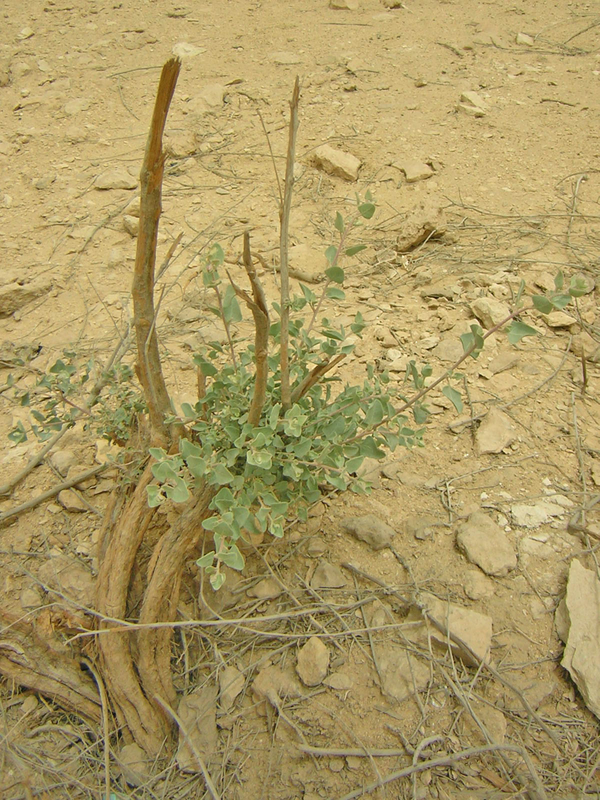 Image of saltbush