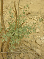 Image of saltbush