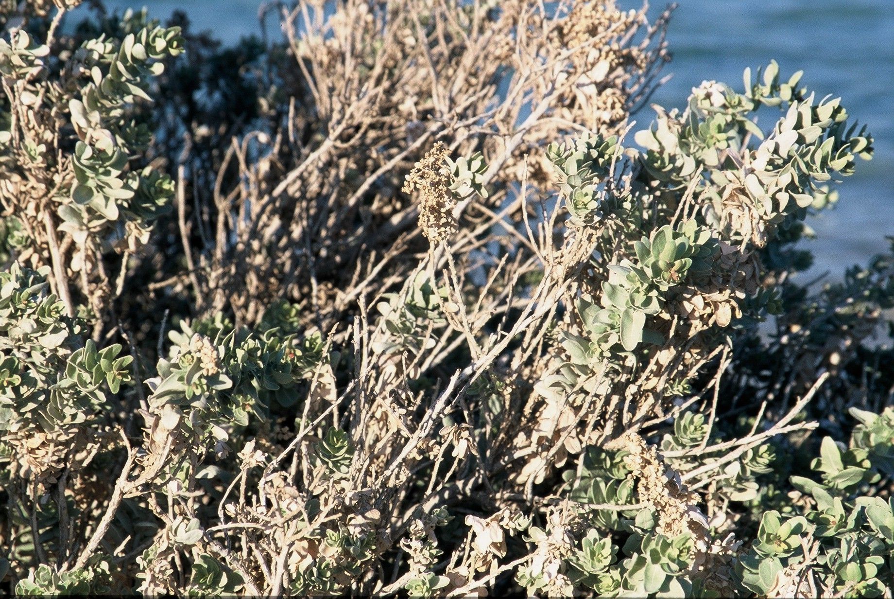 Image of saltbush