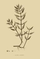Image of Bergia capensis L.