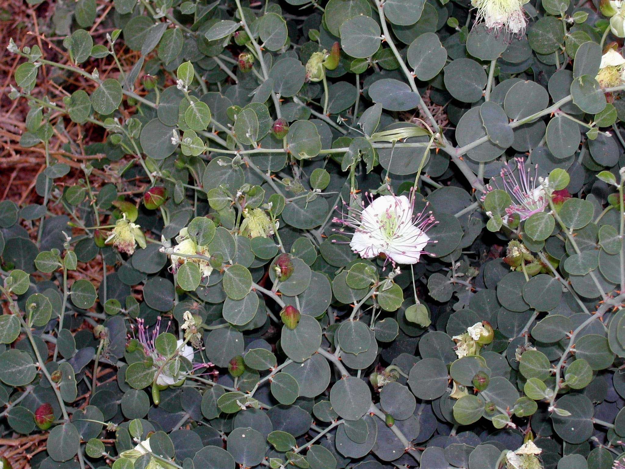 Image de Capparis spinosa L.