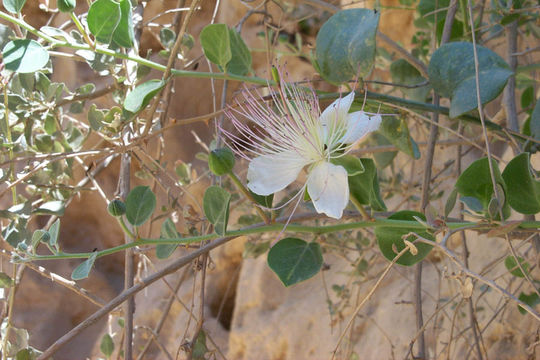 Image de Capparis spinosa L.