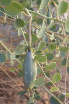 Image de Capparis spinosa L.