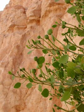 Image de Capparis spinosa L.