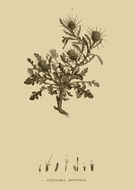 Image of Centaurea aegyptiaca L.