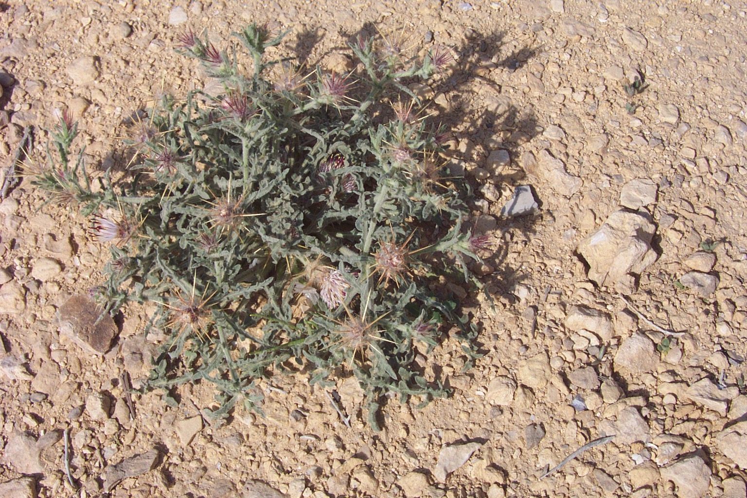 Image of Centaurea aegyptiaca L.