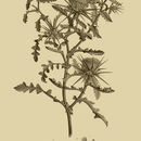 Слика од Centaurea alexandrina Del.