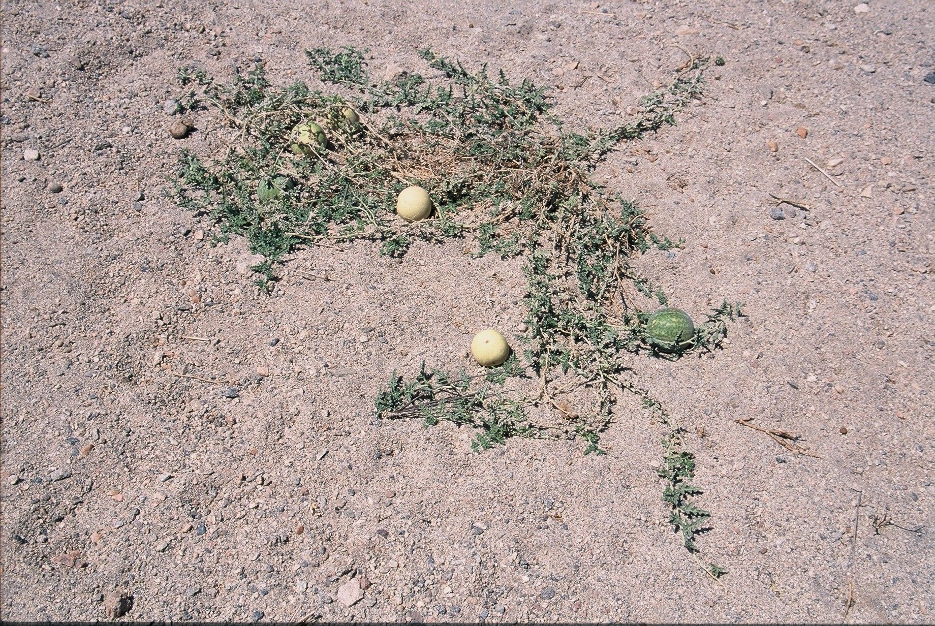 Image of Desert Vines