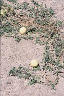 Image of Desert Vines