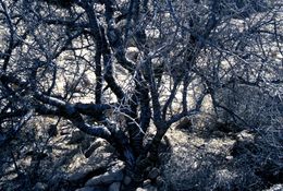 Image of Commiphora quadricincta Schweinf.