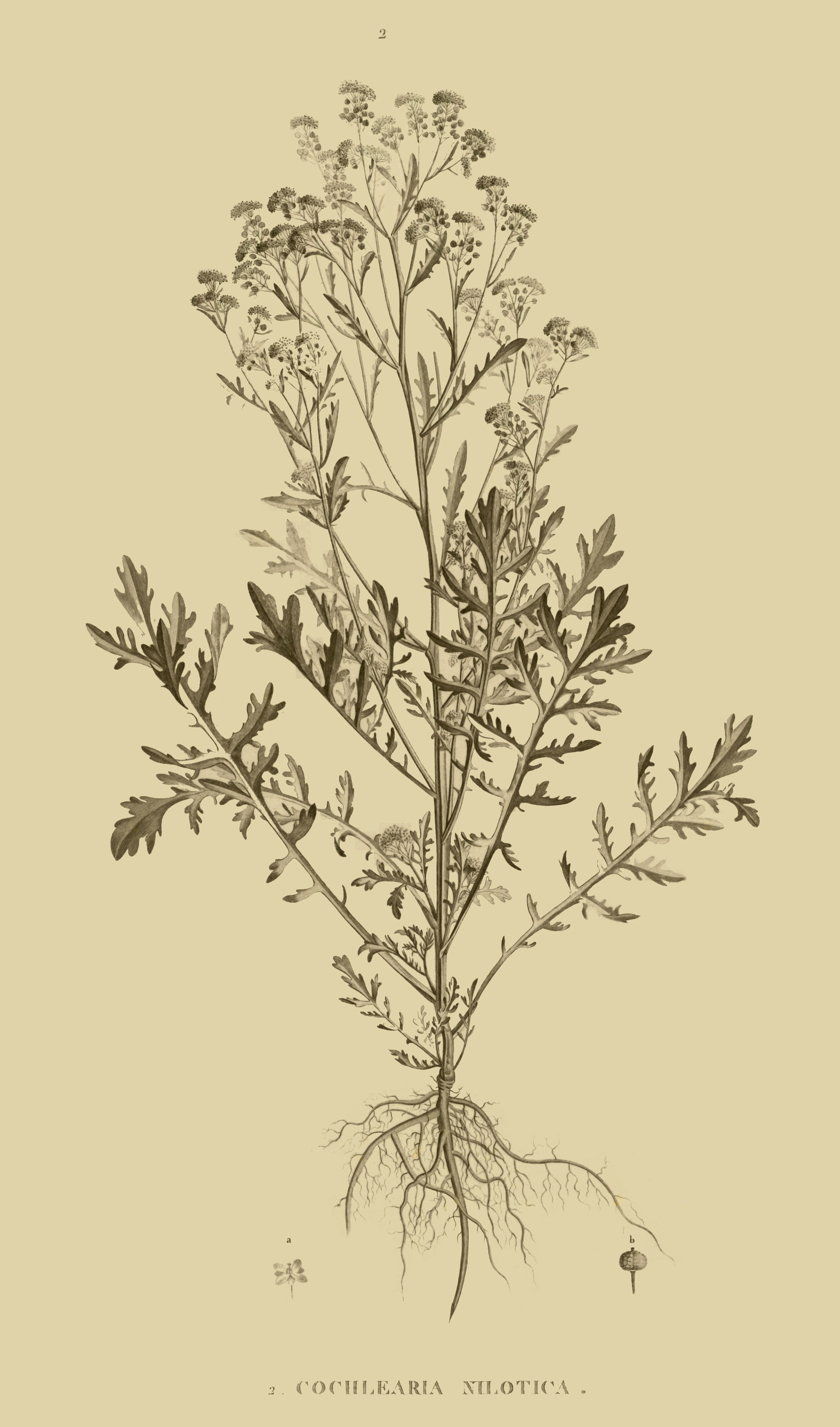 Image of Lepidium niloticum Sieber ex Steud.