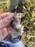 Image of Northern Pygmy Mouse