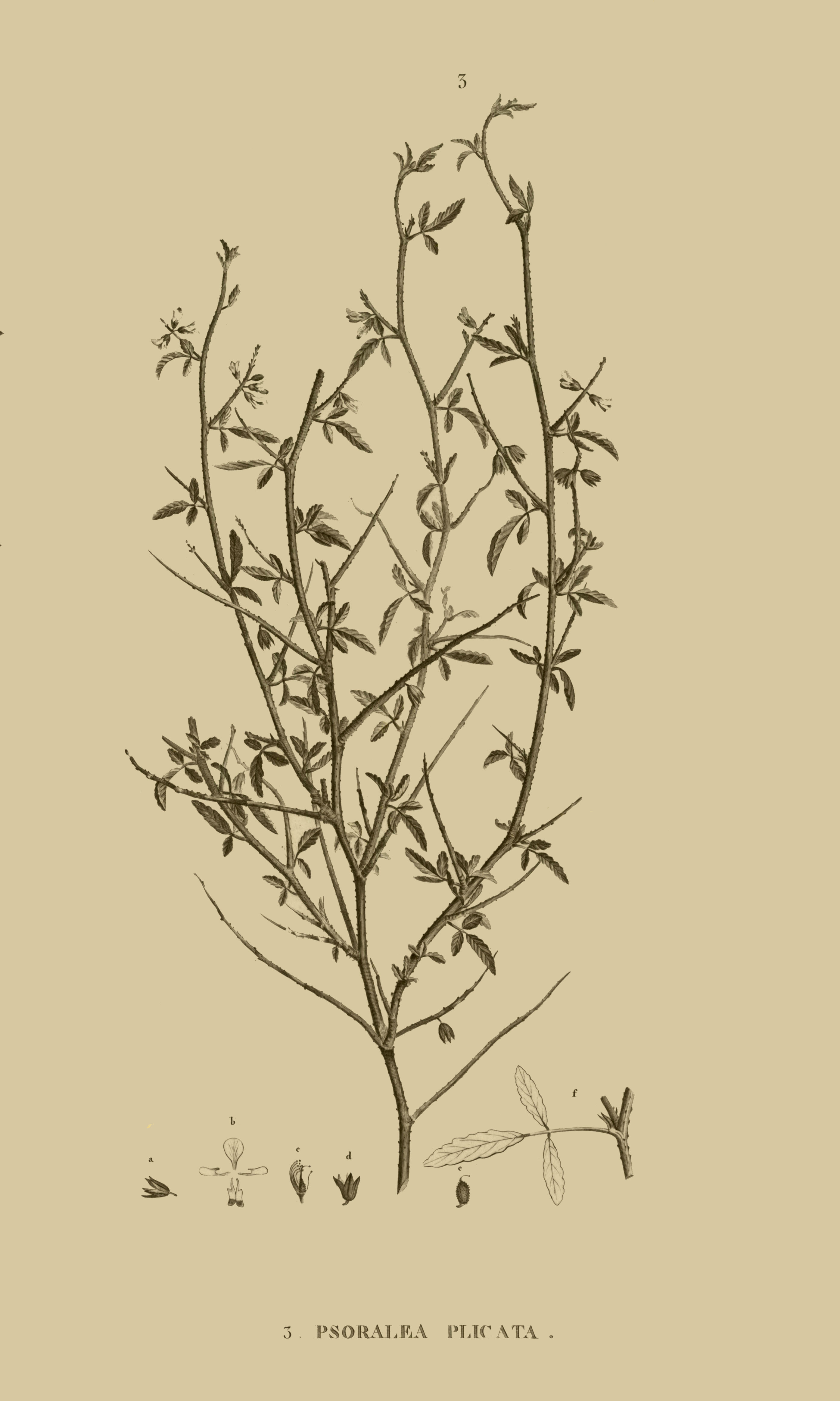 Image of Cullen plicatum (Delile) C. H. Stirt.