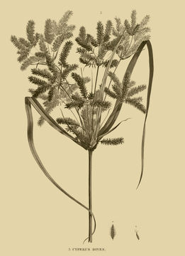 Image of <i>Cyperus alopecuroides</i> Rottb.