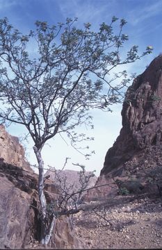 Image of Dwarf Poinciana