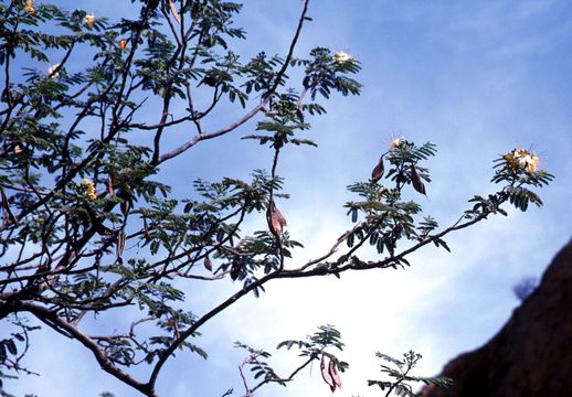 Image of Dwarf Poinciana