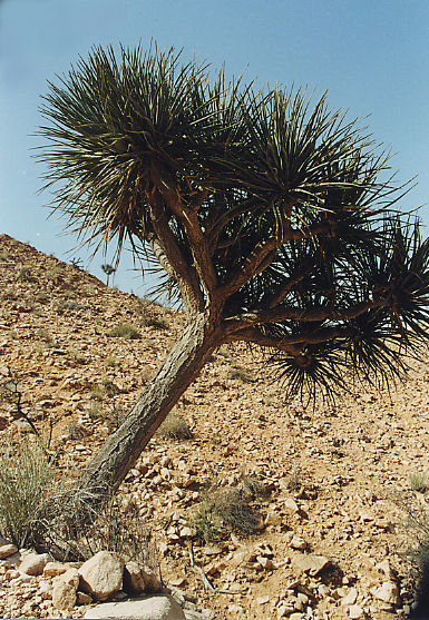 Image of Dragon Tree