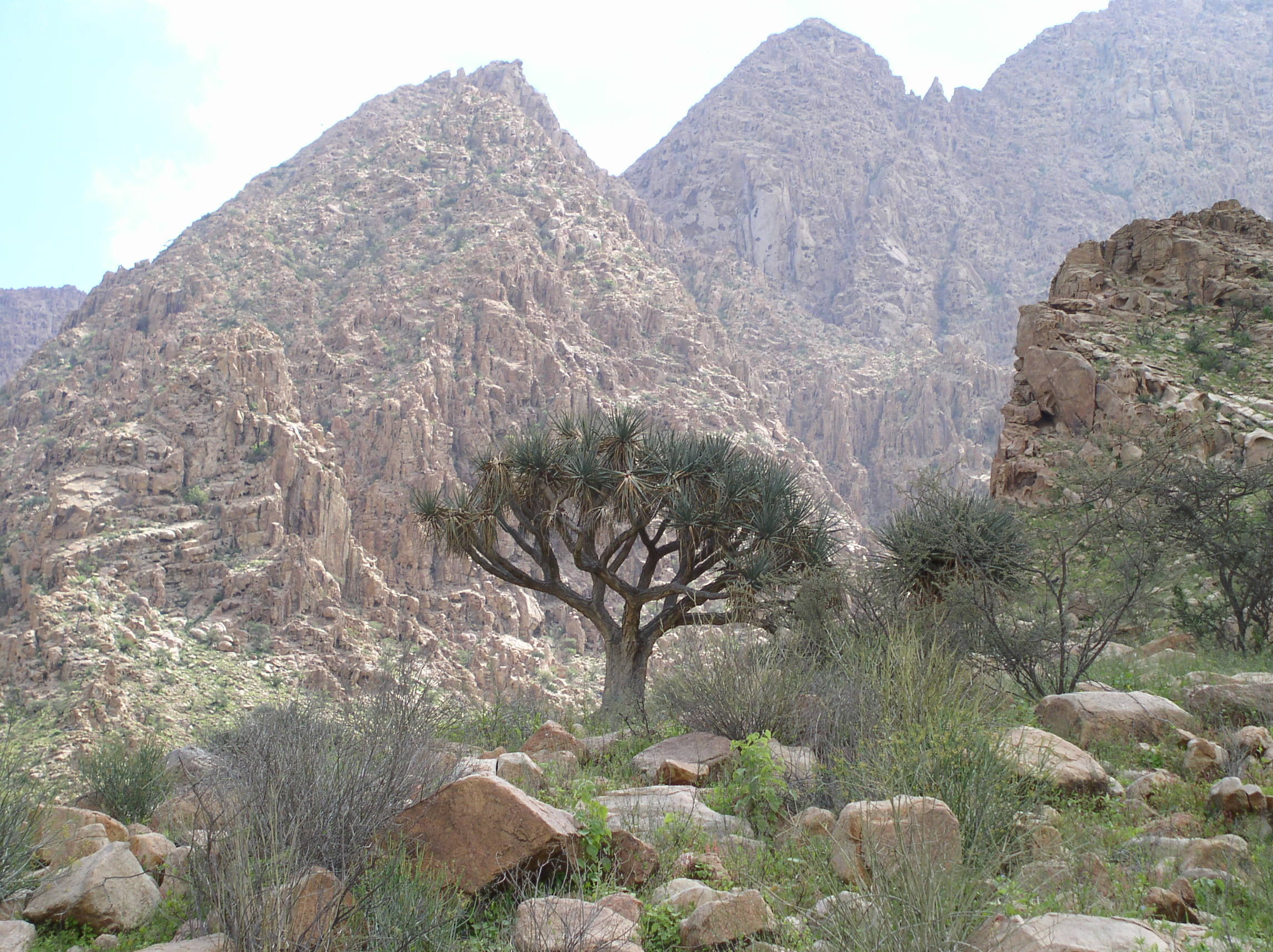 Image of Dragon Tree