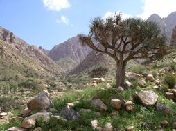 Image of Dragon Tree