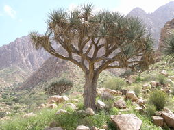 Image of Dragon Tree