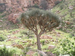 Image of Dragon Tree