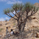 Image of Dragon Tree