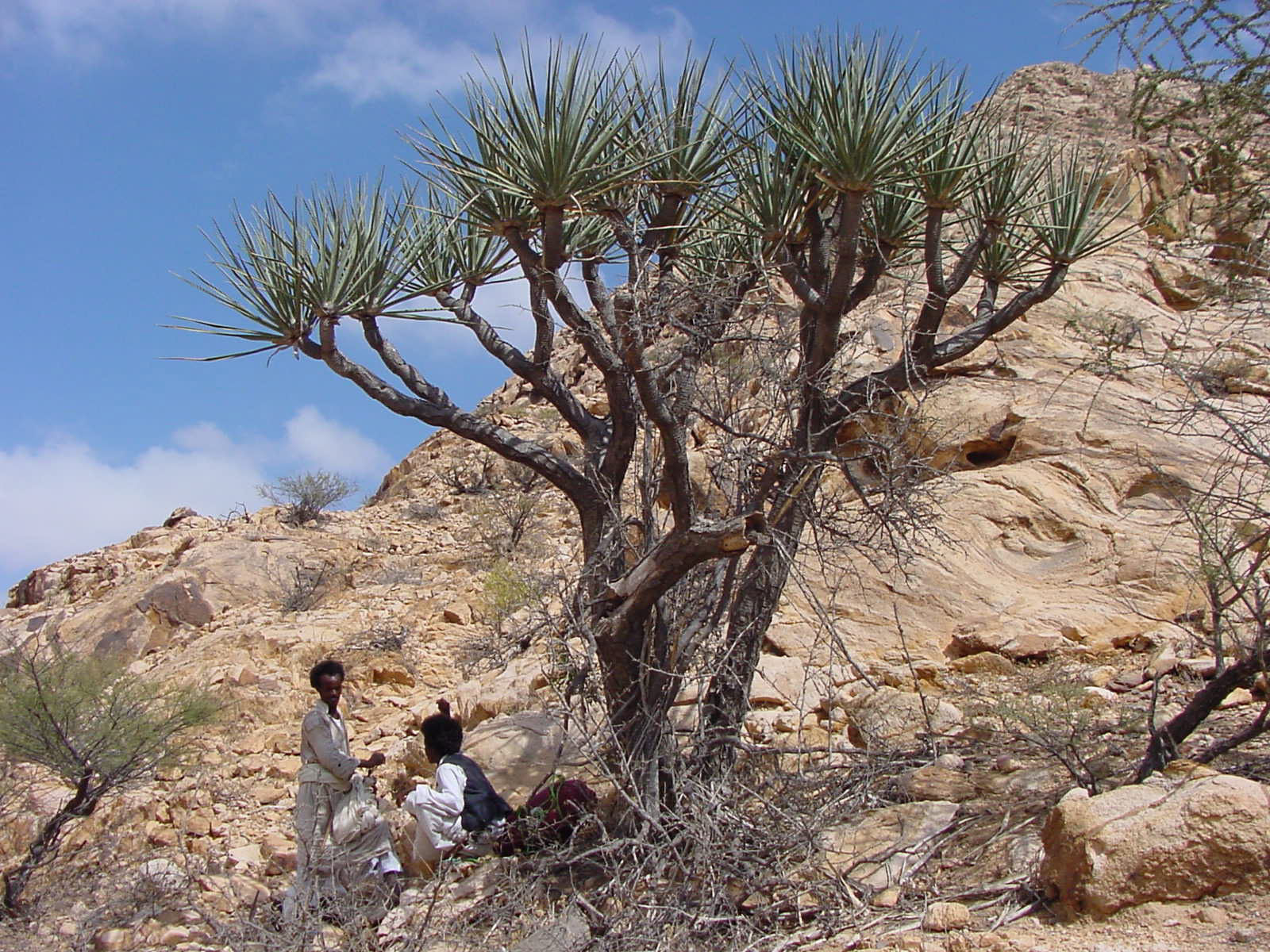 Image of Dragon Tree