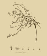 Image of Echium angustifolium Miller