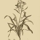 Image of Echium longifolium Del.