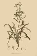 Image of Echium longifolium Del.