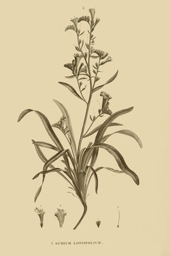 Imagem de Echium longifolium Del.