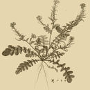 Слика од Enarthrocarpus lyratus (Forssk.) DC.