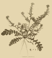 Image of Enarthrocarpus lyratus (Forssk.) DC.