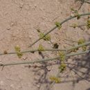 Ephedra alata Decne. resmi