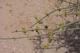 Ephedra alata Decne. resmi