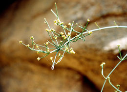 Image of Shrubby Horsetail