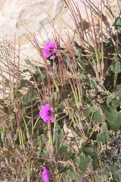 Sivun Erodium glaucophyllum (L.) L'Her. kuva