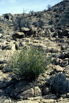 Image de Euphorbia nubica N. E. Br.