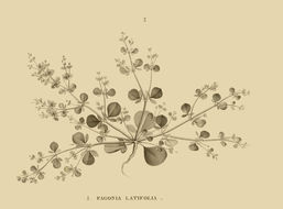 Image of Fagonia latifolia Del.