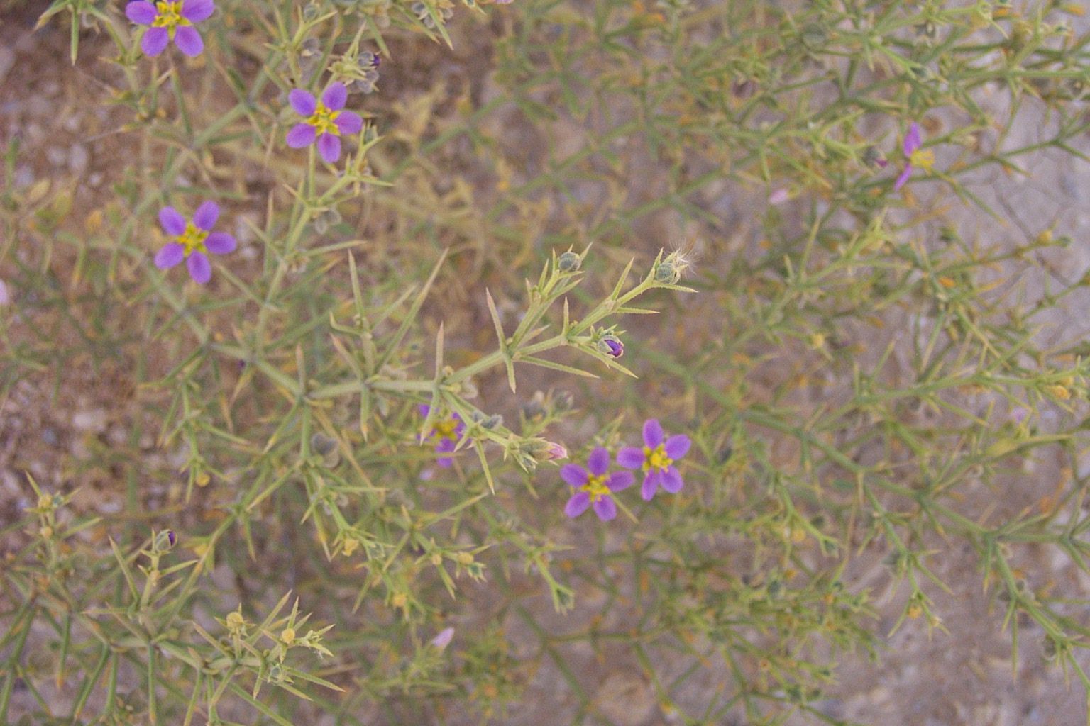 Image of Fagonia mollis Del.