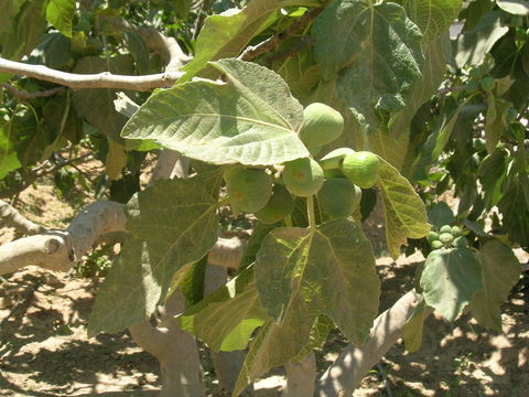 Image of Fig