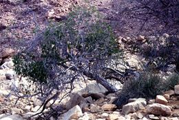 Image of Ficus cordata Thunb.