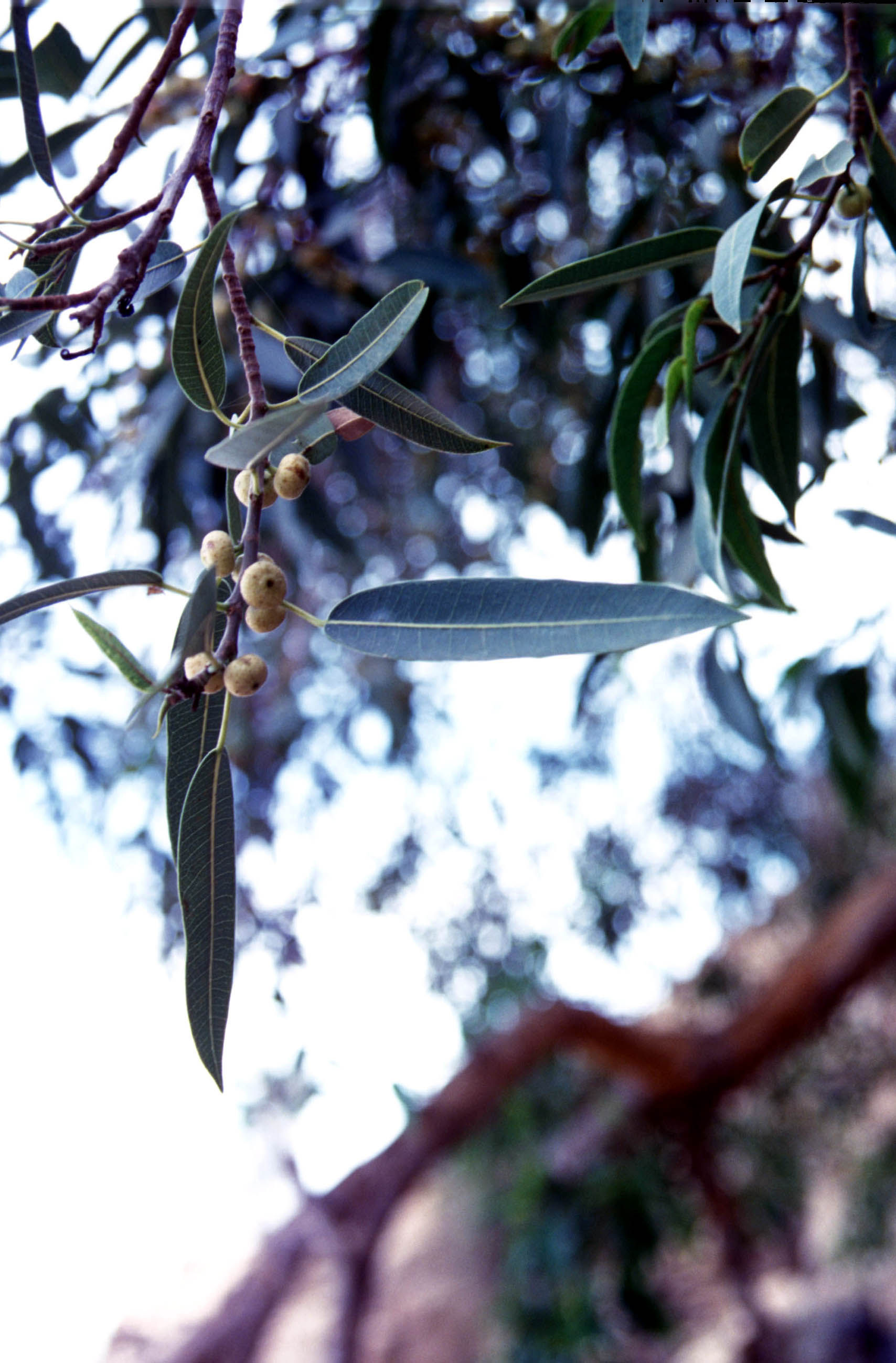 Image of Ficus cordata Thunb.