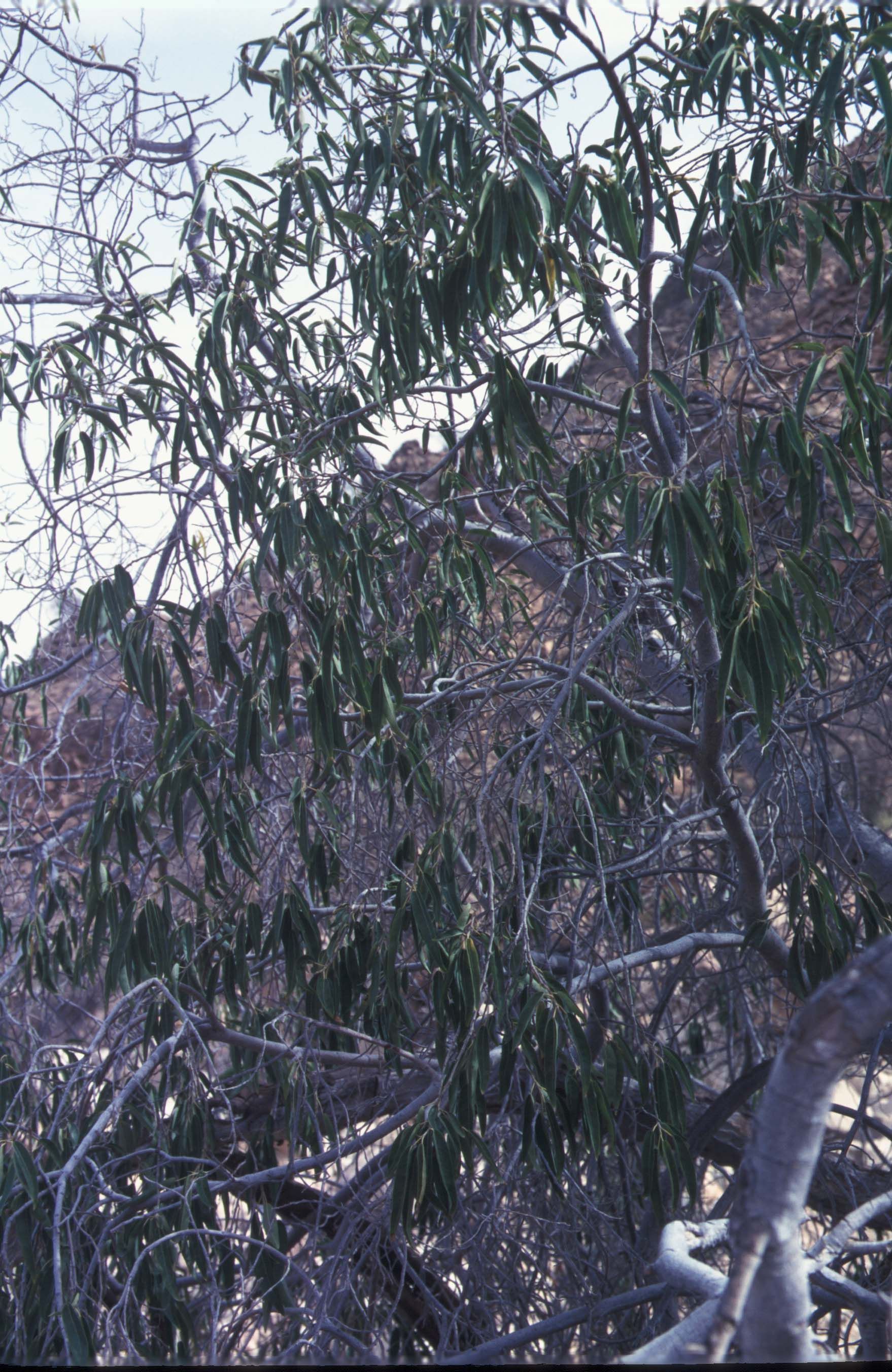 Image of Ficus cordata Thunb.