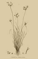 Image of Fimbristylis ferruginea subsp. sieberiana (Kunth) Lye