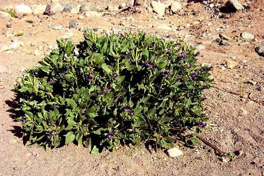 Image of henbane