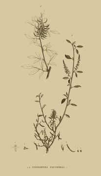 Image of <i>Indigofera oblongifolia</i> Forssk.