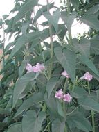 Слика од Ipomoea carnea Jacq.