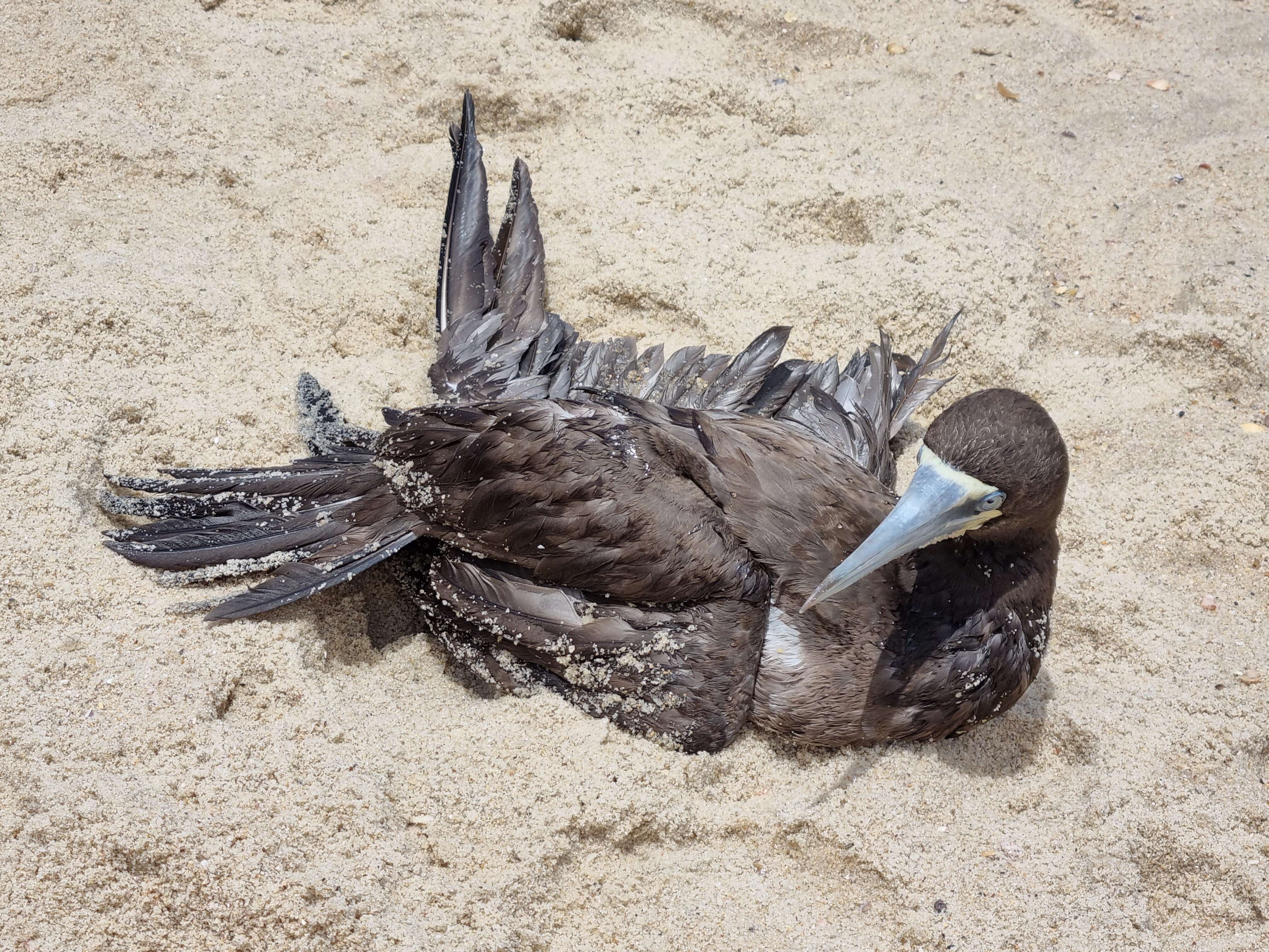 Image of Brown Booby