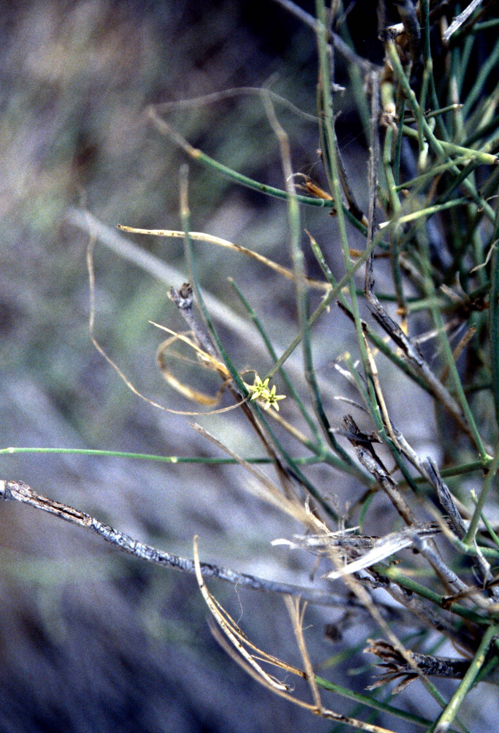 Image of Leptadenia